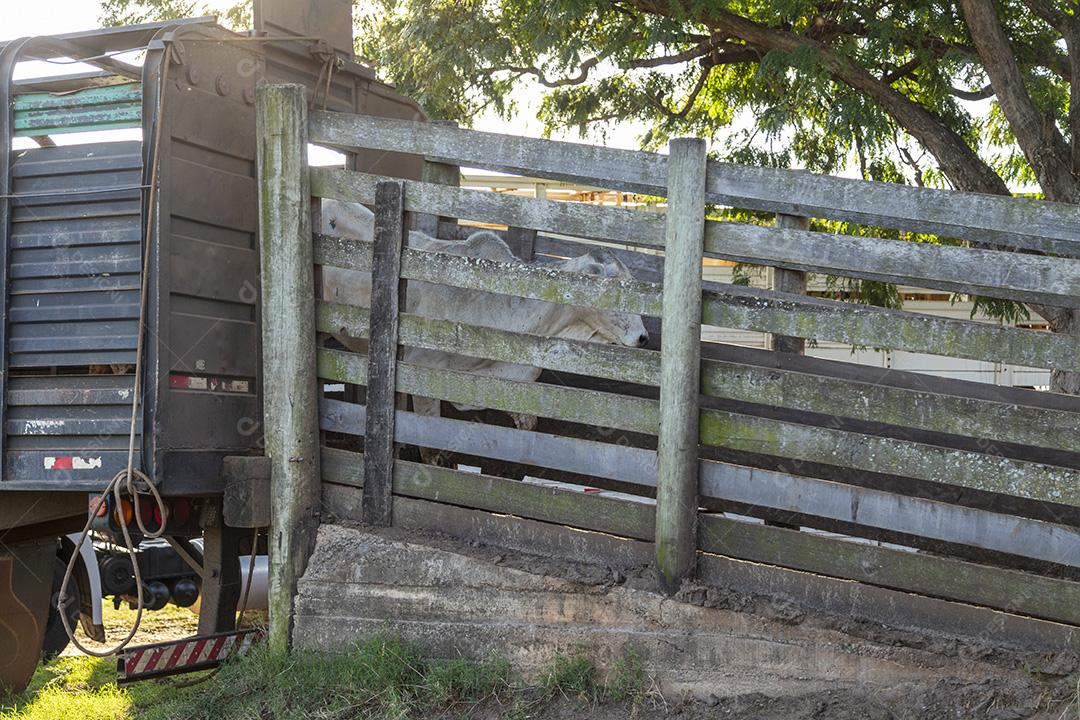 Bois saindo do caminhão direto para o estábulo Imagem JPG