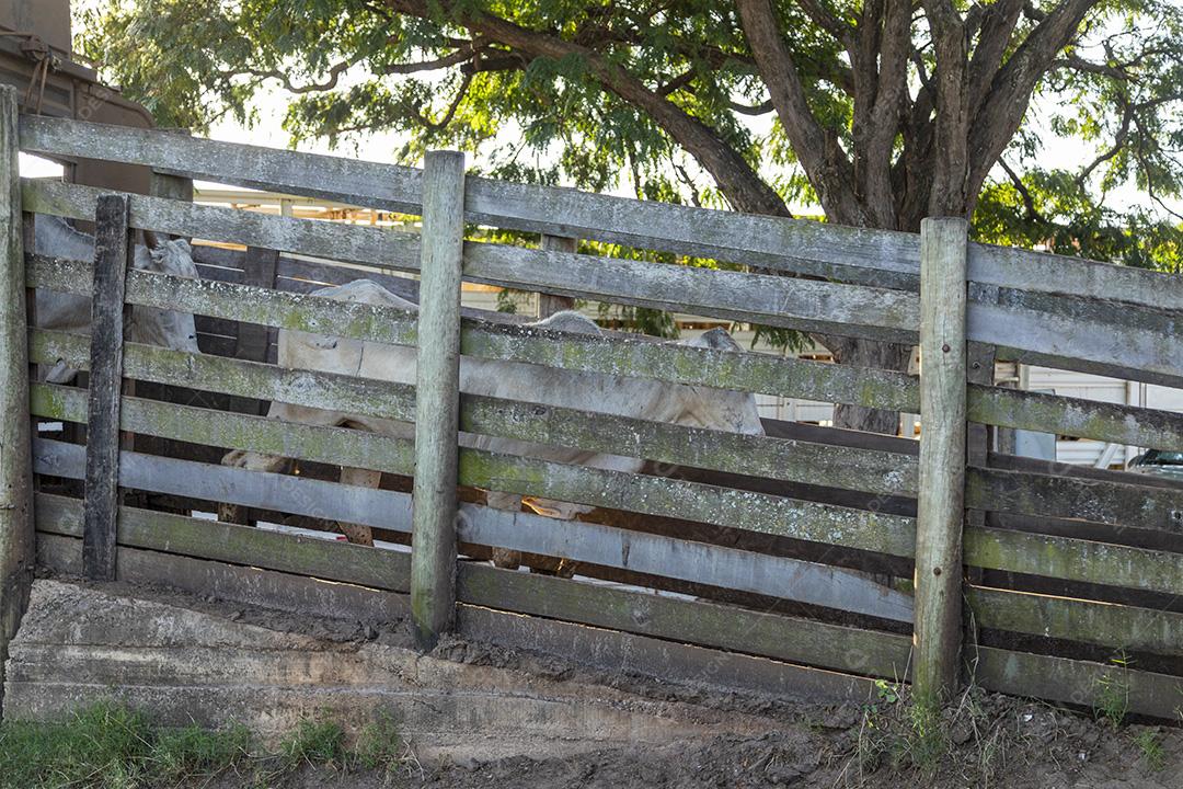 Bois saindo do caminhão direto para o estábulo Imagem JPG