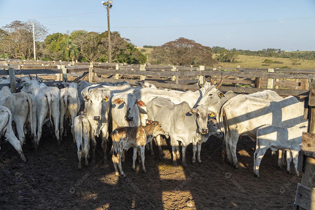 Gado em confinamento, bois, vacas, dia ensolarado Imagem JPG