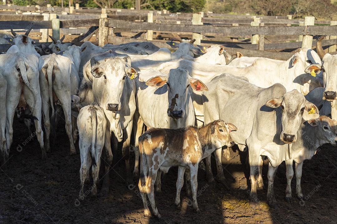 Gado em confinamento, bois, vacas, dia ensolarado Imagem JPG