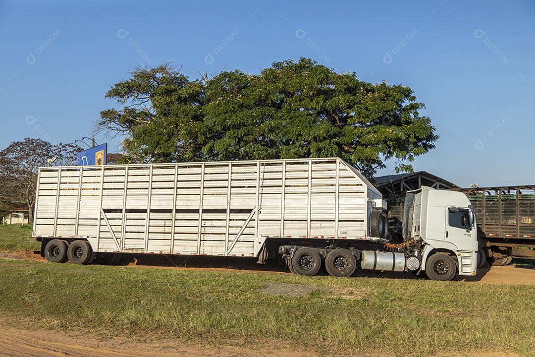 Caminhão cowboy para transportar bois e vacas Imagem JPG
