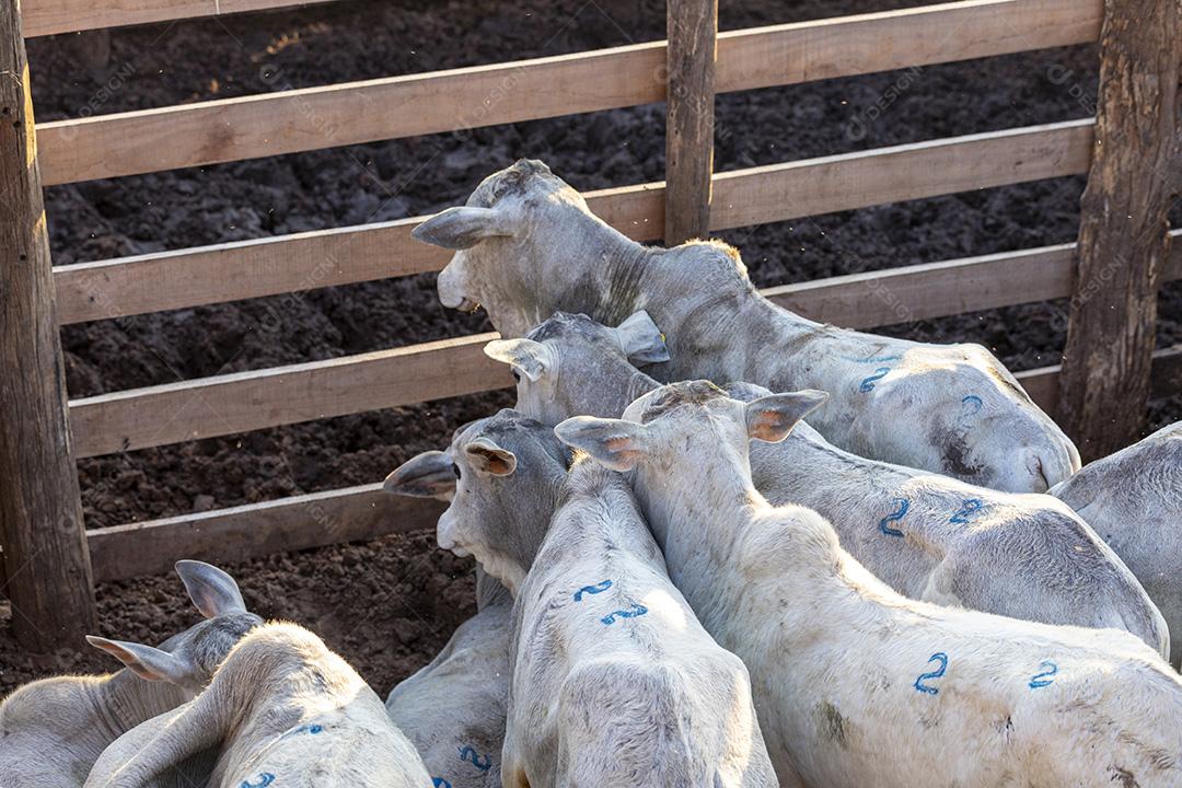 Gado em confinamento, bois, vacas, dia ensolarado Imagem JPG