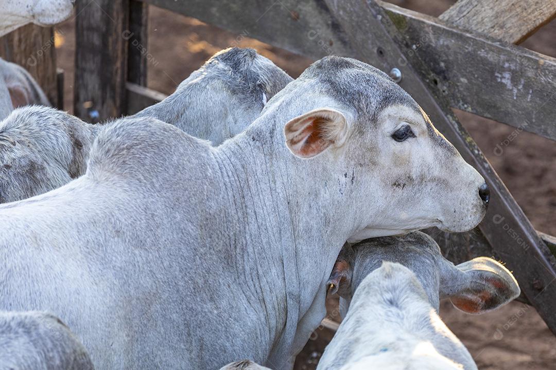 Gado em confinamento, bois, vacas, dia ensolarado Imagem JPG
