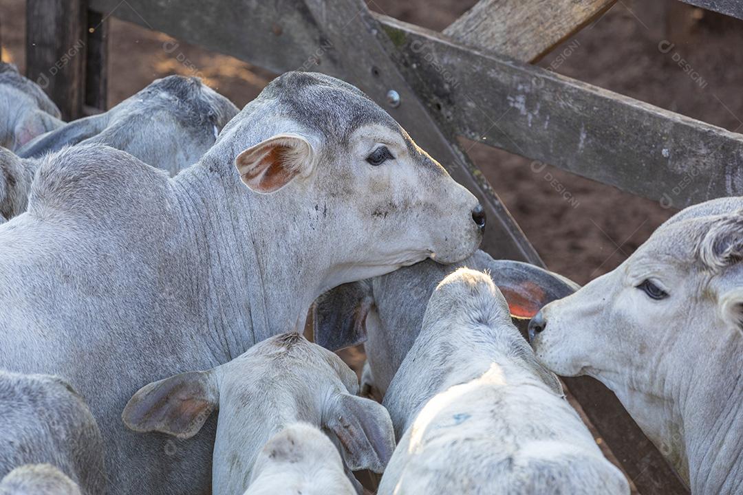 Gado em confinamento, bois, vacas, dia ensolarado Imagem JPG