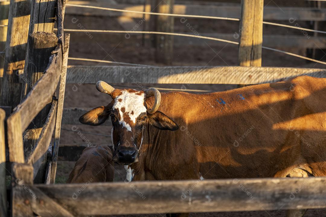 Gado em confinamento, bois, vacas, dia ensolarado Imagem JPG