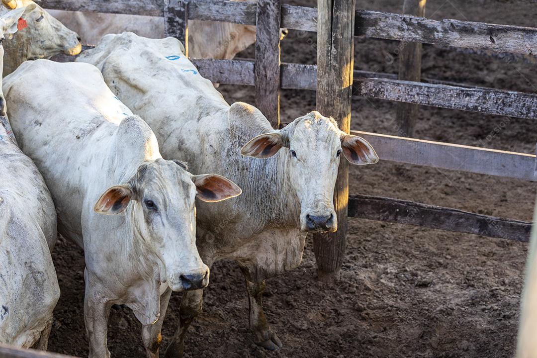 Gado em confinamento, bois, vacas, dia ensolarado Imagem JPG