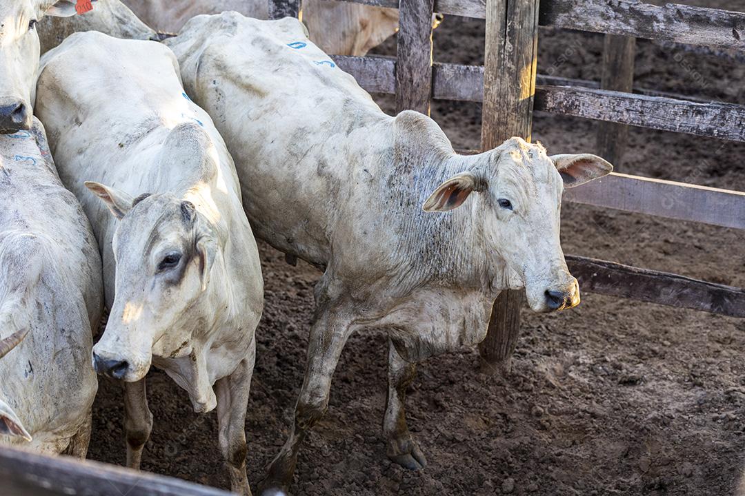 Gado em confinamento, bois, vacas, dia ensolarado Imagem JPG