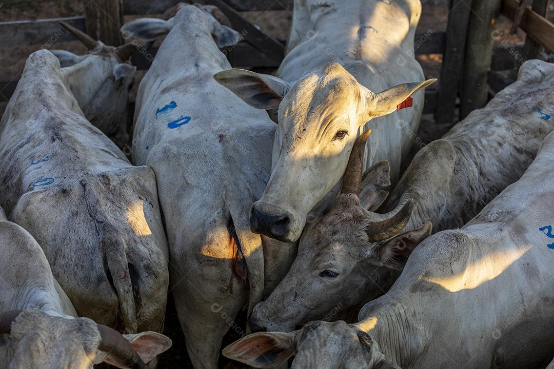 Gado em confinamento, bois, vacas, dia ensolarado Imagem JPG