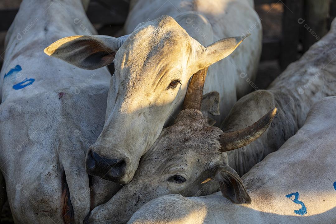 Gado em confinamento, bois, vacas, dia ensolarado Imagem JPG