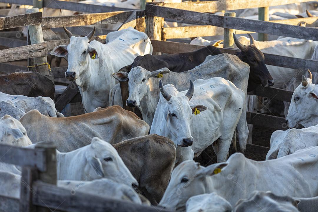 Gado em confinamento, bois, vacas, dia ensolarado Imagem JPG