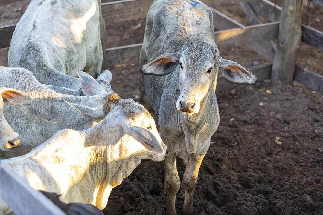 Gado em confinamento, bois, vacas, dia ensolarado Imagem JPG