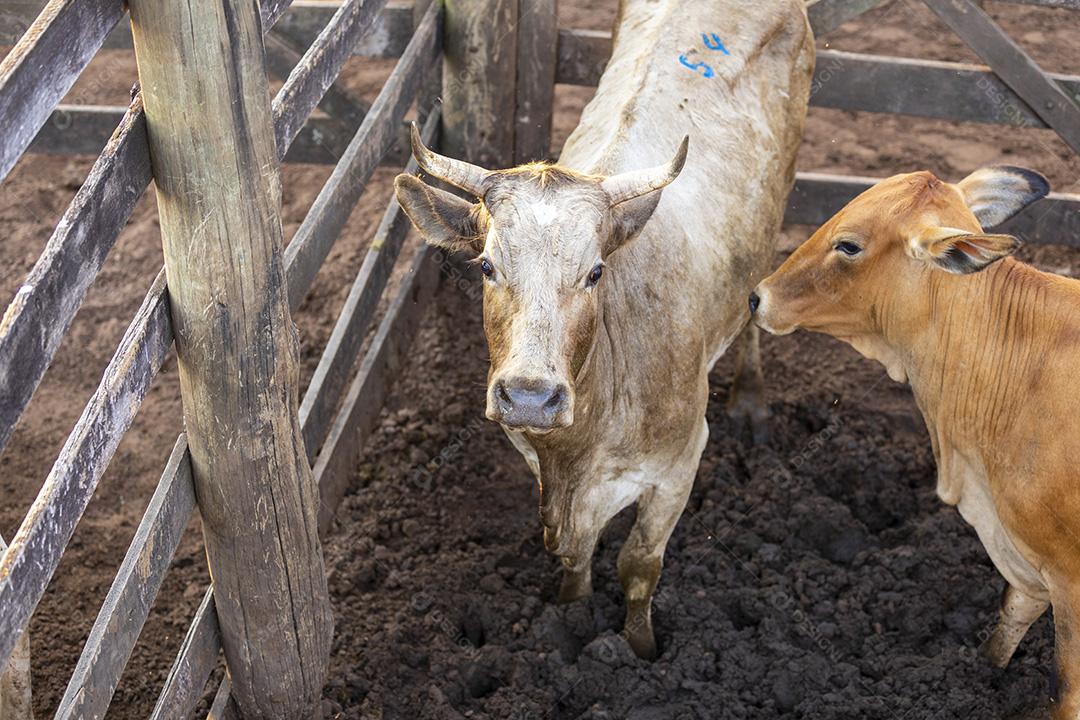 Gado em confinamento, bois, vacas, dia ensolarado Imagem JPG