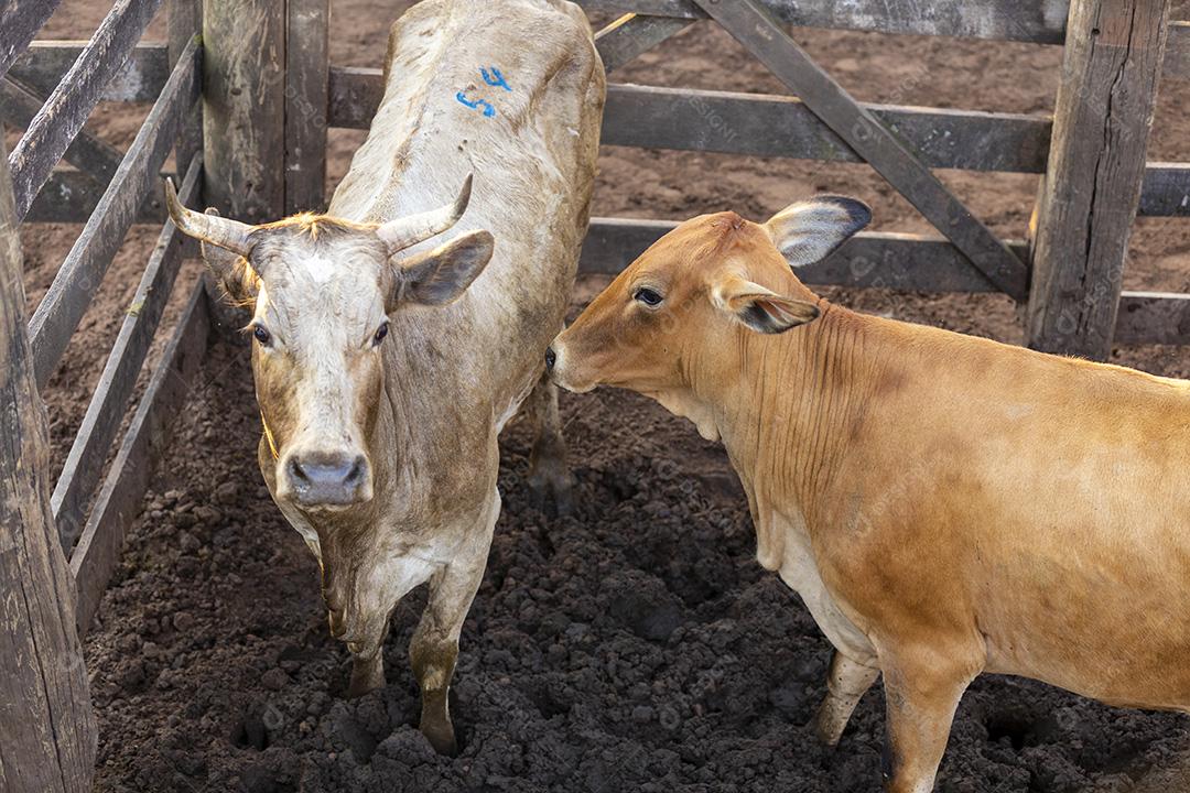Gado em confinamento, bois, vacas, dia ensolarado Imagem JPG