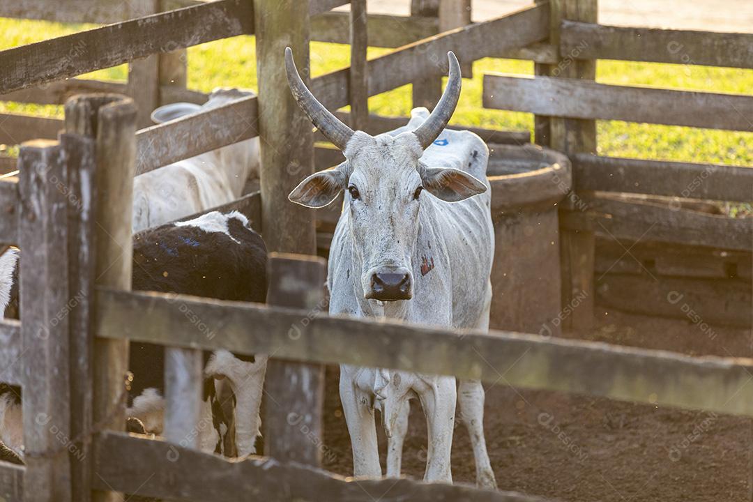 Gado em confinamento, bois, vacas, dia ensolarado Imagem JPG