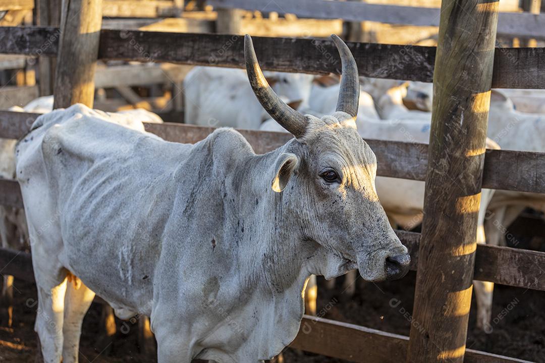 Gado em confinamento, bois, vacas, dia ensolarado Imagem JPG