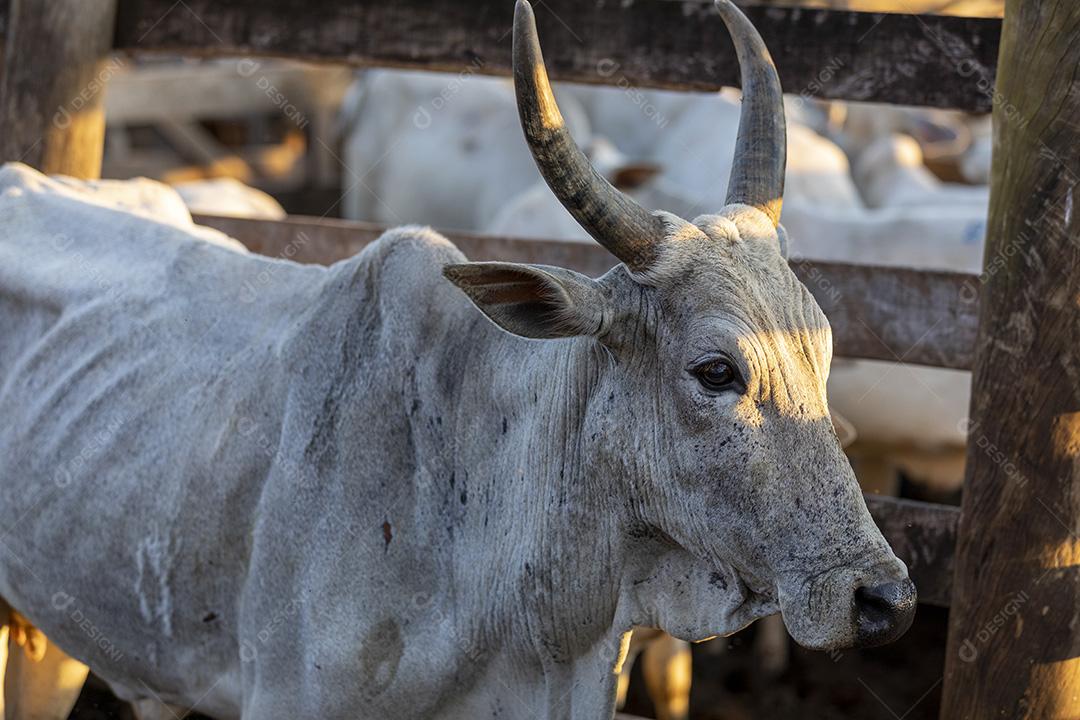 Gado em confinamento, bois, vacas, dia ensolarado Imagem JPG