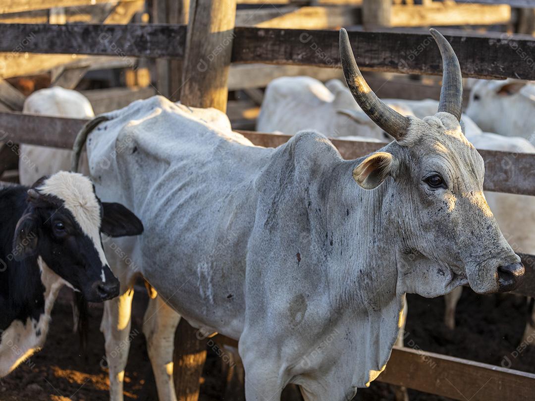 Gado em confinamento, bois, vacas, dia ensolarado Imagem JPG
