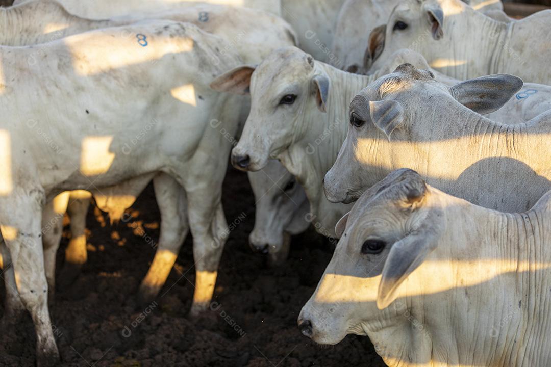 Gado em confinamento, bois, vacas, dia ensolarado Imagem JPG