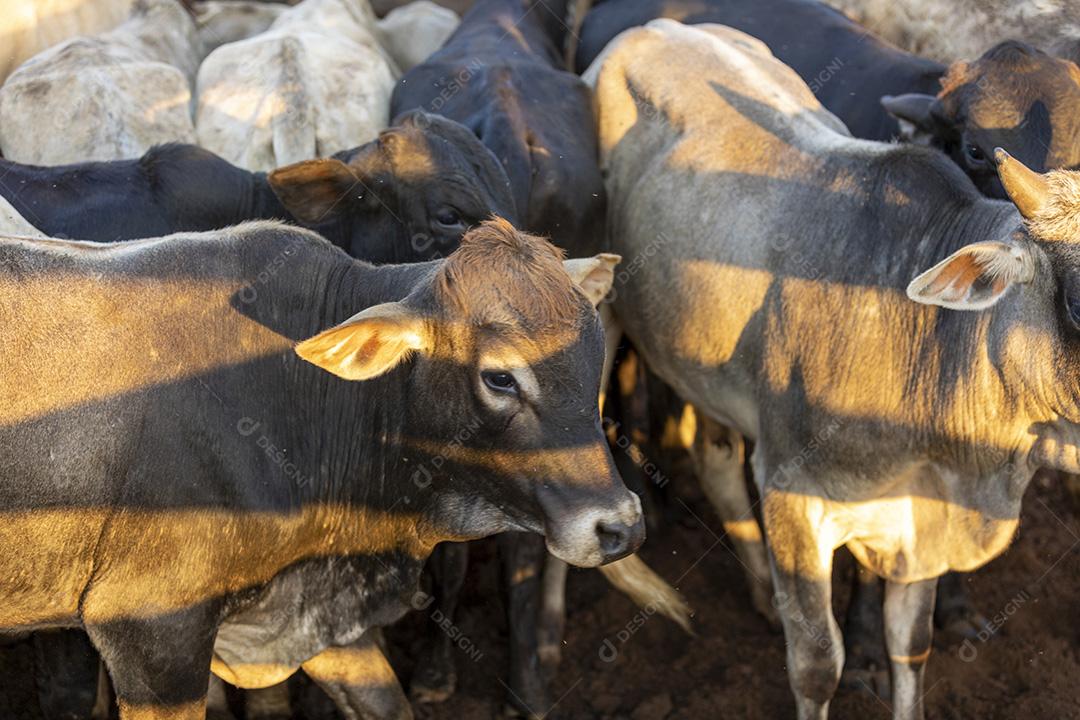 Gado em confinamento, bois, vacas, dia ensolarado Imagem JPG