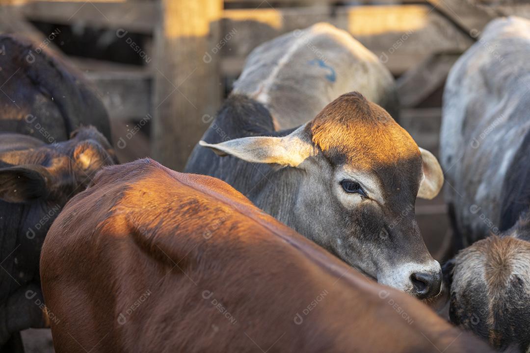 Gado em confinamento, bois, vacas, dia ensolarado Imagem JPG