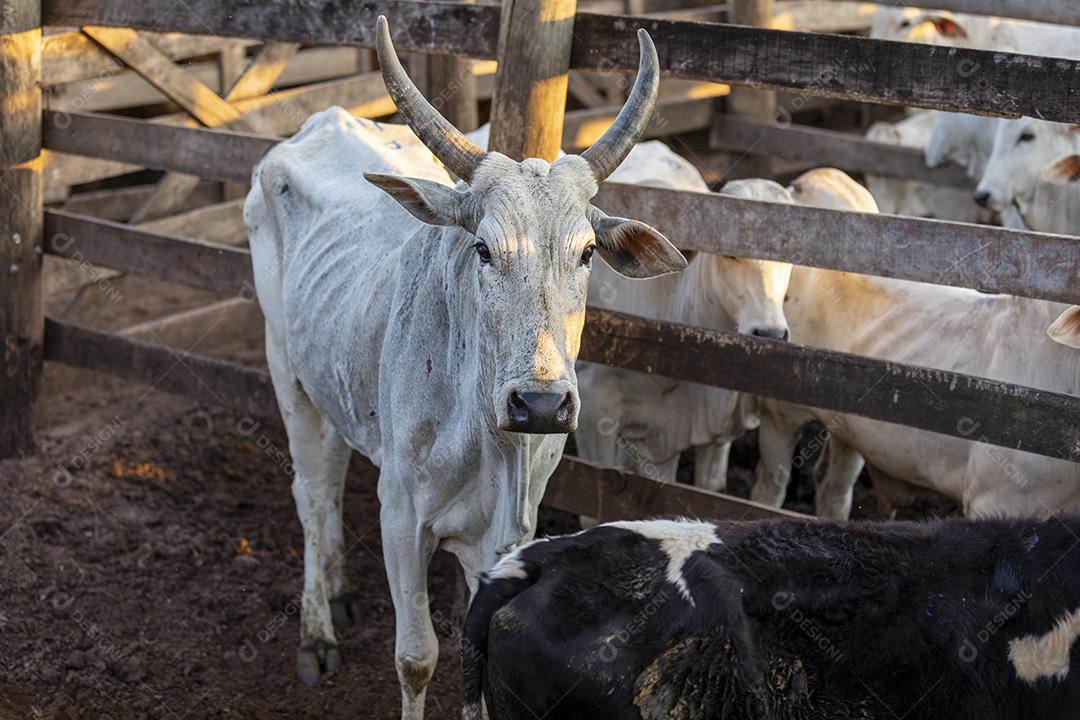 Gado em confinamento, bois, vacas, dia ensolarado Imagem JPG
