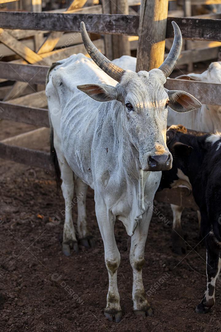 Gado em confinamento, bois, vacas, dia ensolarado Imagem JPG