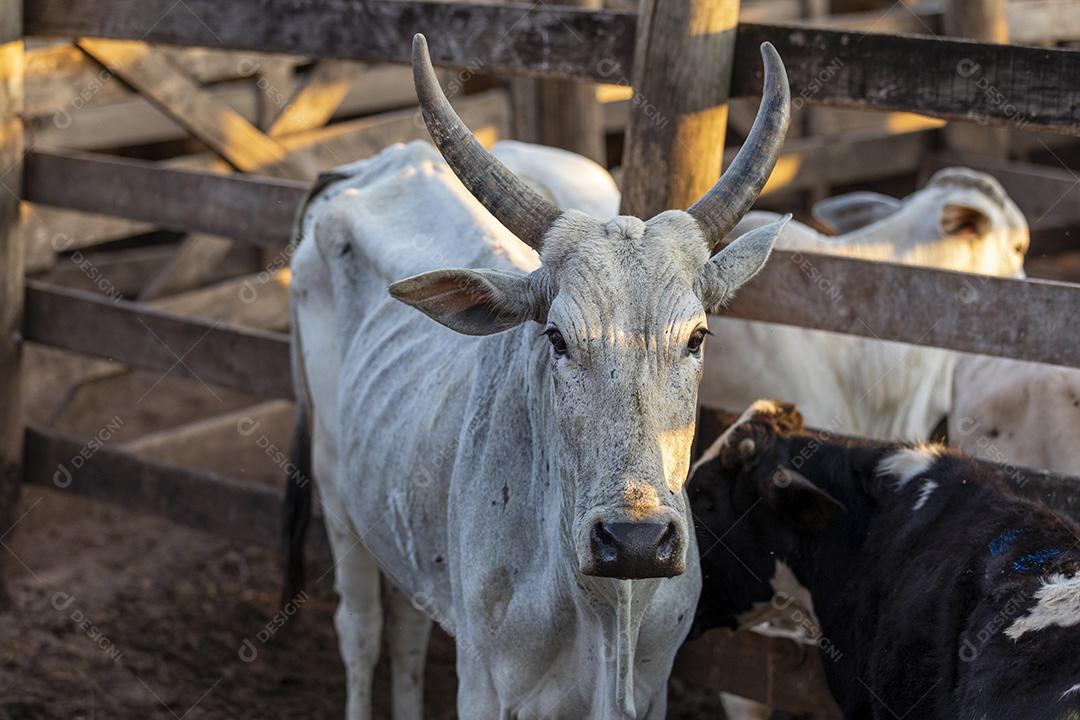 Gado em confinamento, bois, vacas, dia ensolarado Imagem JPG
