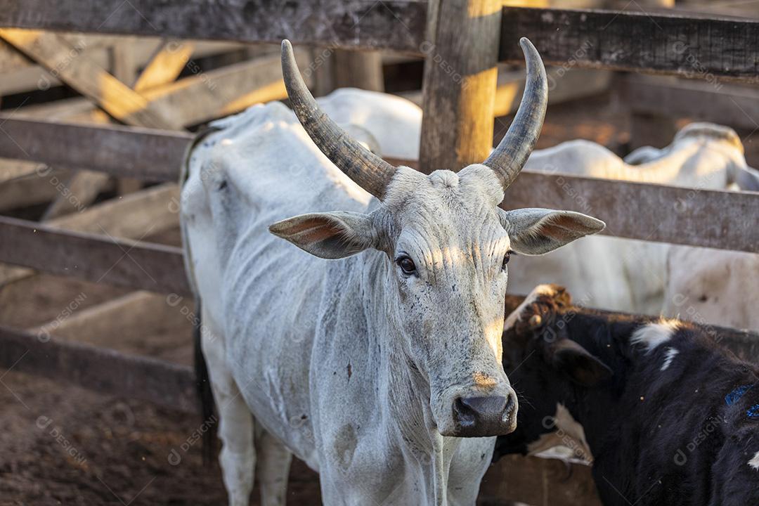 Gado em confinamento, bois, vacas, dia ensolarado Imagem JPG