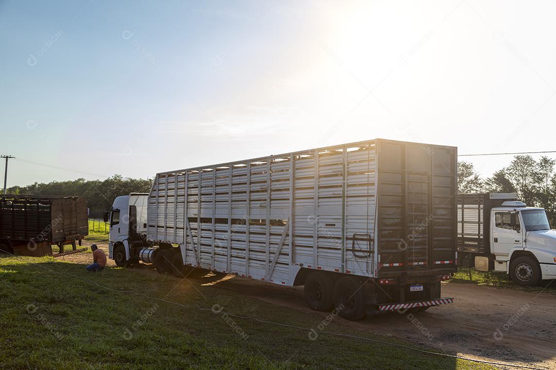 Caminhão cowboy para transportar bois e vacas Imagem JPG