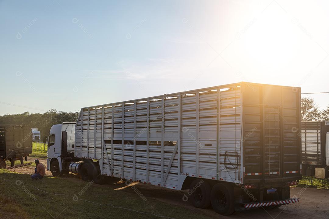 Caminhão cowboy para transportar bois e vacas Imagem JPGv