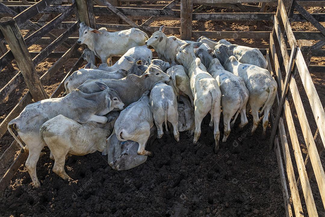 Gado em confinamento, bois, vacas, dia ensolarado Imagem JPG