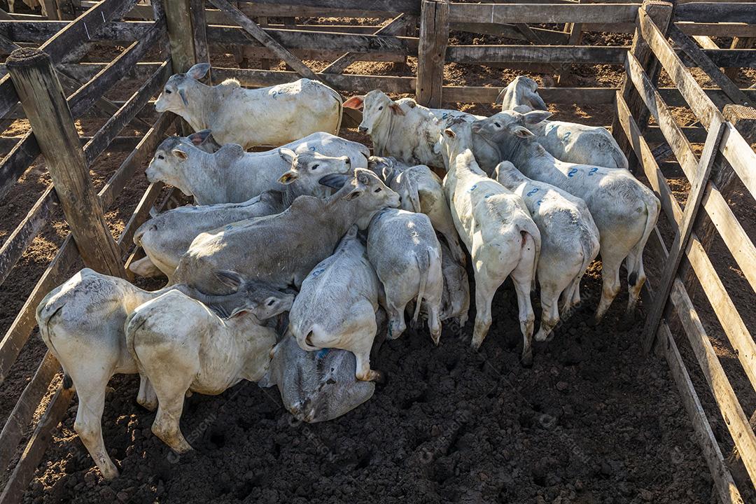 Gado em confinamento, bois, vacas, dia ensolarado Imagem JPG