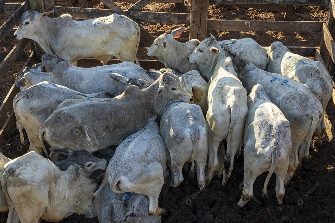 Gado em confinamento, bois, vacas, dia ensolarado Imagem JPG