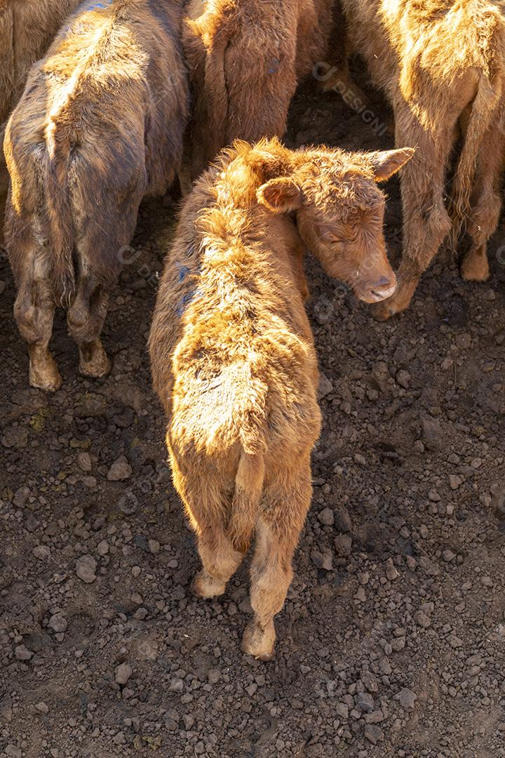 ovelha fazenda criaçao Imagem JPG