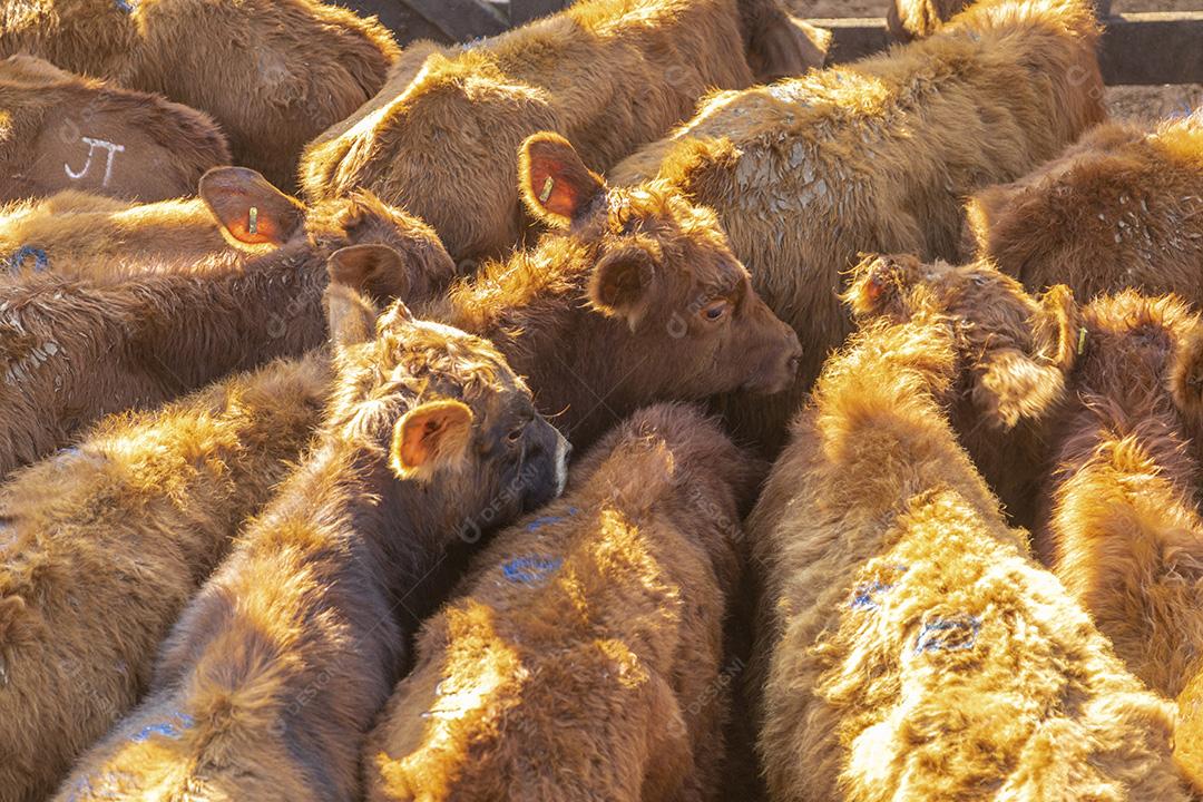 ovelha fazenda criaçao Imagem JPG