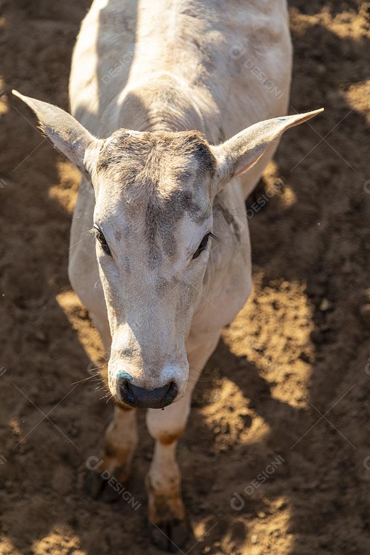 Gado em confinamento, bois, vacas, dia ensolarado Imagem JPG