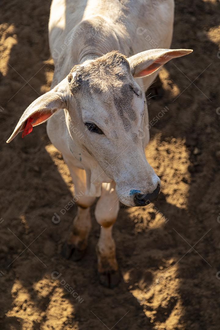 Gado em confinamento, bois, vacas, dia ensolarado Imagem JPG