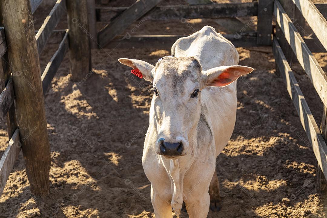 Gado em confinamento, bois, vacas, dia ensolarado Imagem JPG