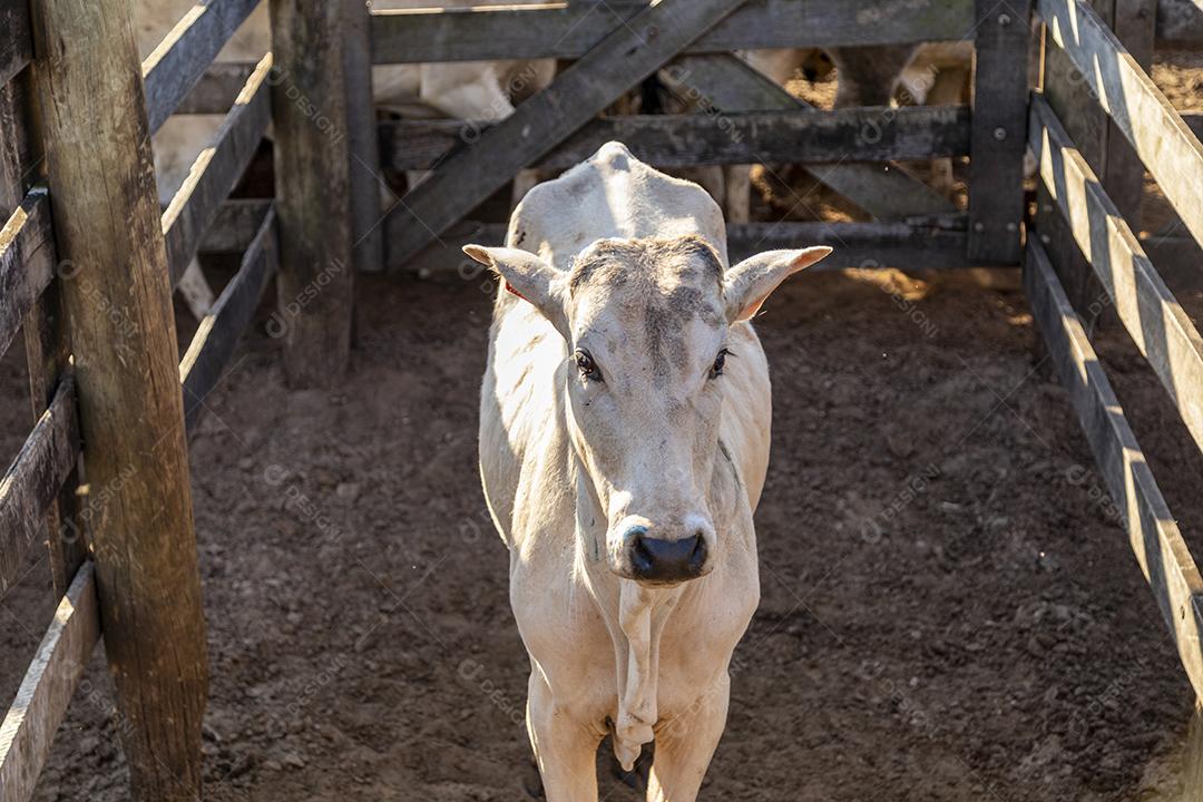 Gado em confinamento, bois, vacas, dia ensolarado Imagem JPG
