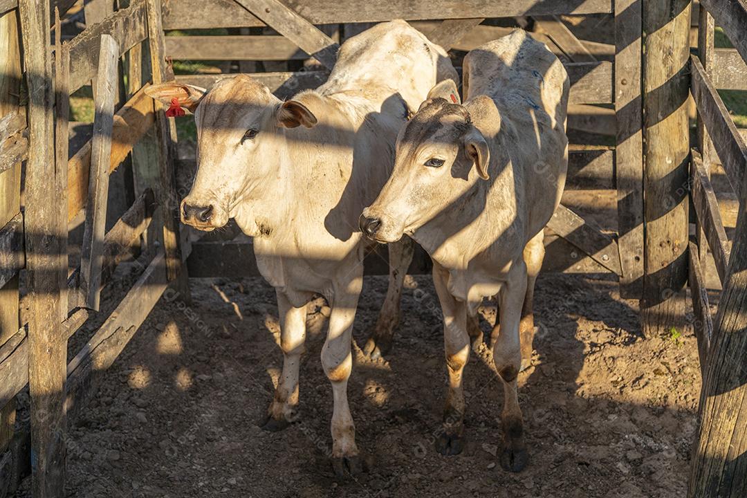 Gado em confinamento, bois, vacas, dia ensolarado Imagem JPG