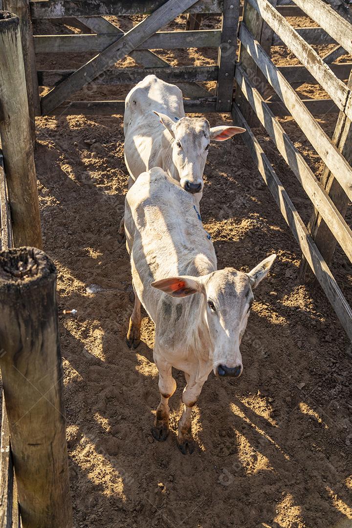 Gado em confinamento, bois, vacas, dia ensolarado Imagem JPG