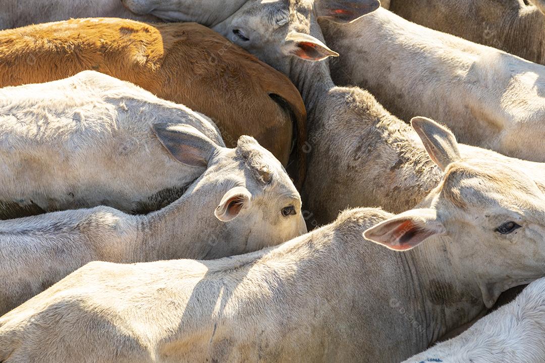 Gado em confinamento, bois, vacas, dia ensolarado Imagem JPG