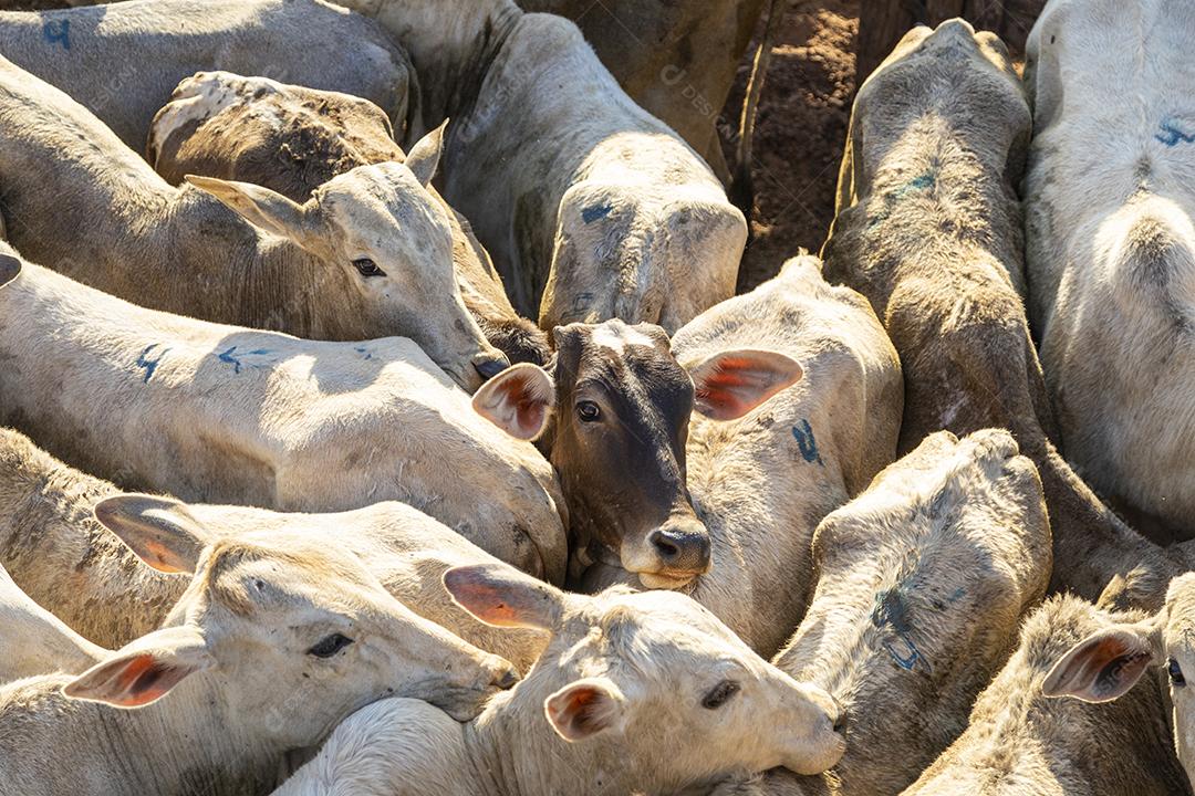 Gado em confinamento, bois, vacas, dia ensolarado Imagem JPG