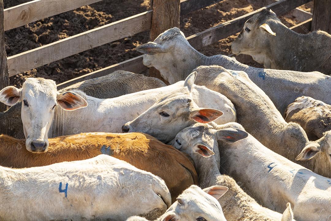 Gado em confinamento, bois, vacas, dia ensolarado Imagem JPG
