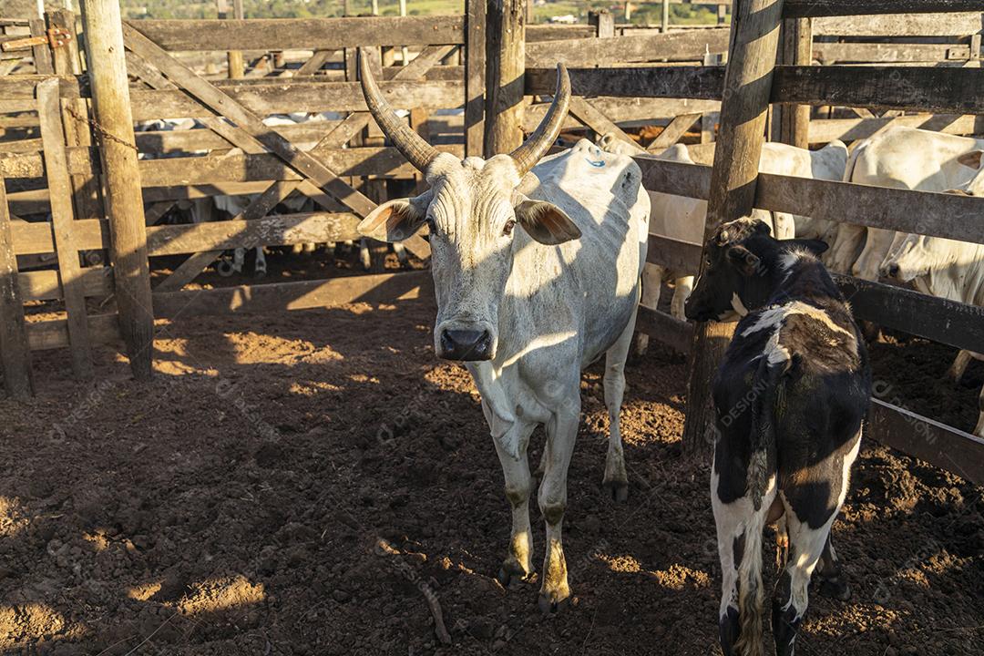Gado em confinamento, bois, vacas, dia ensolarado Imagem JPG