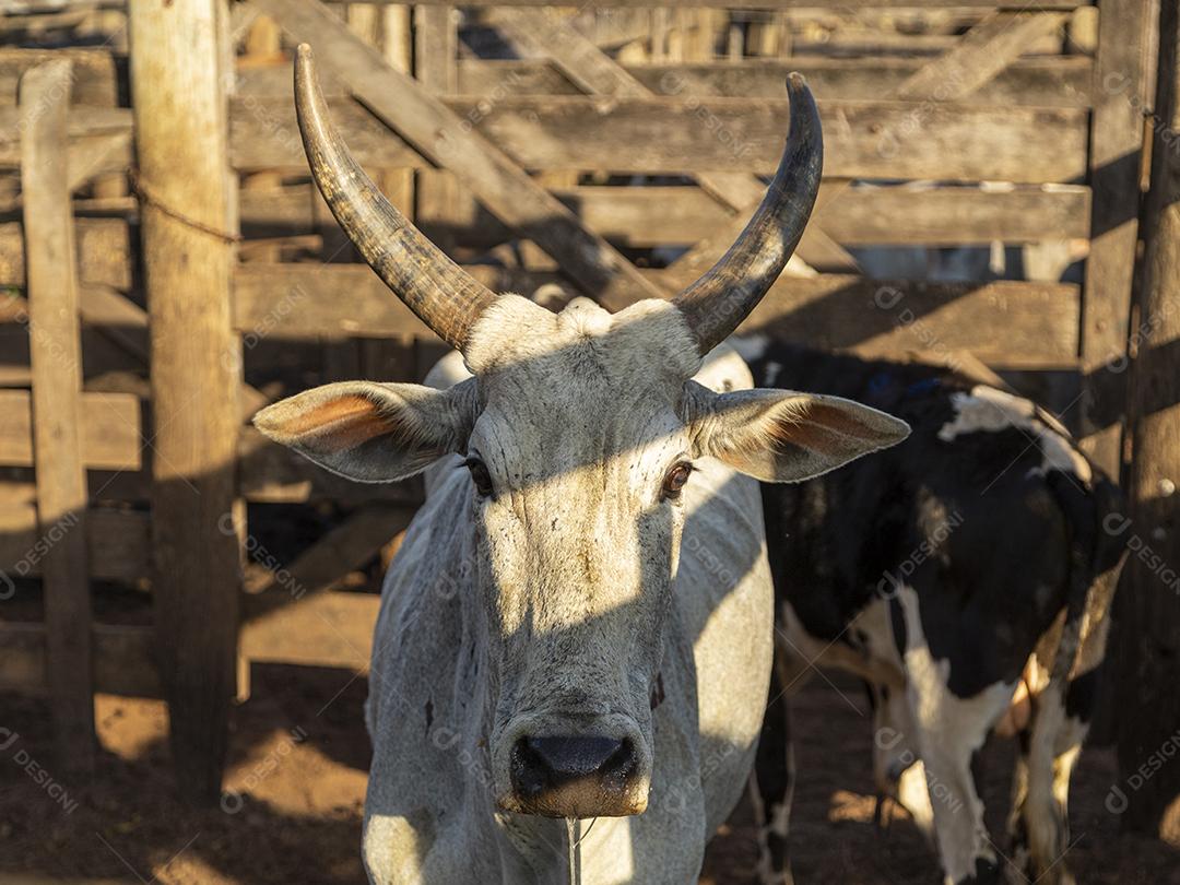 Gado em confinamento, bois, vacas, dia ensolarado Imagem JPG