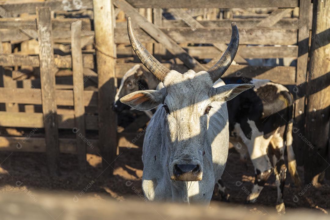 Gado em confinamento, bois, vacas, dia ensolarado Imagem JPG
