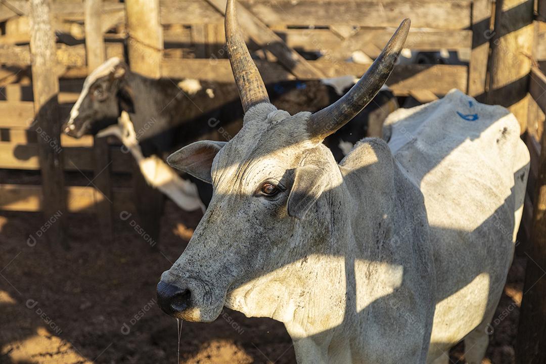 Gado em confinamento, bois, vacas, dia ensolarado Imagem JPG