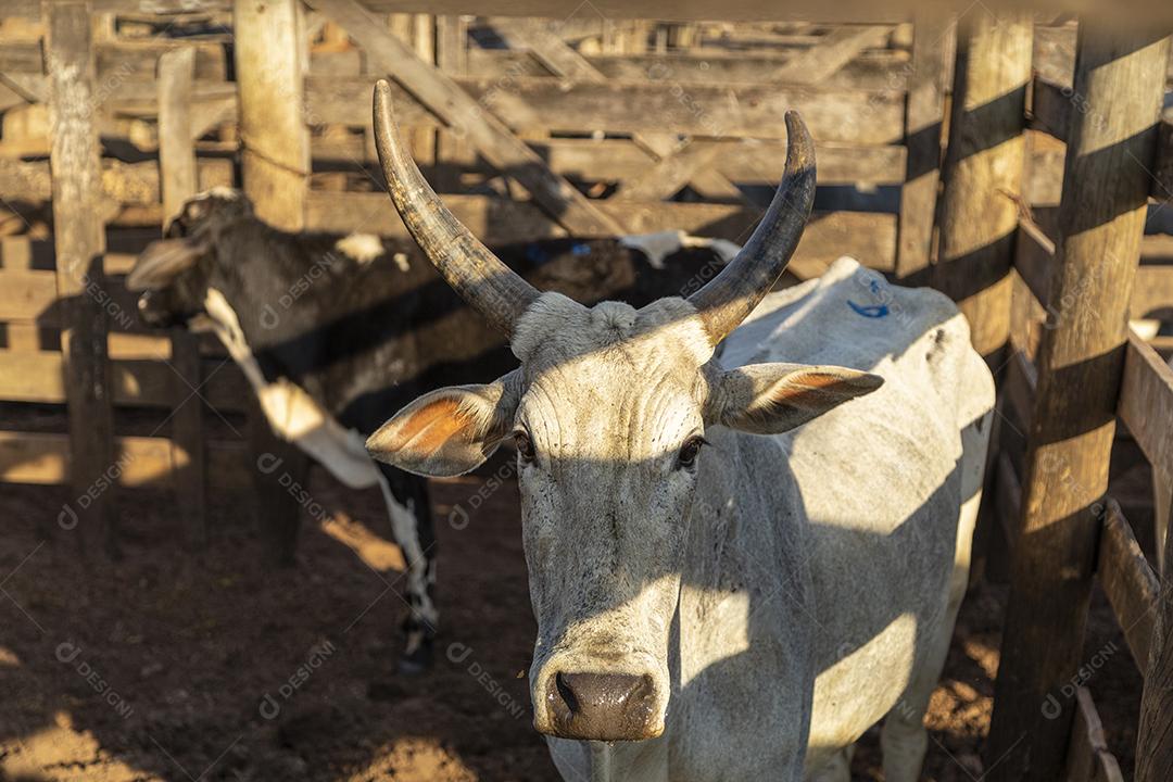 Gado em confinamento, bois, vacas, dia ensolarado Imagem JPG