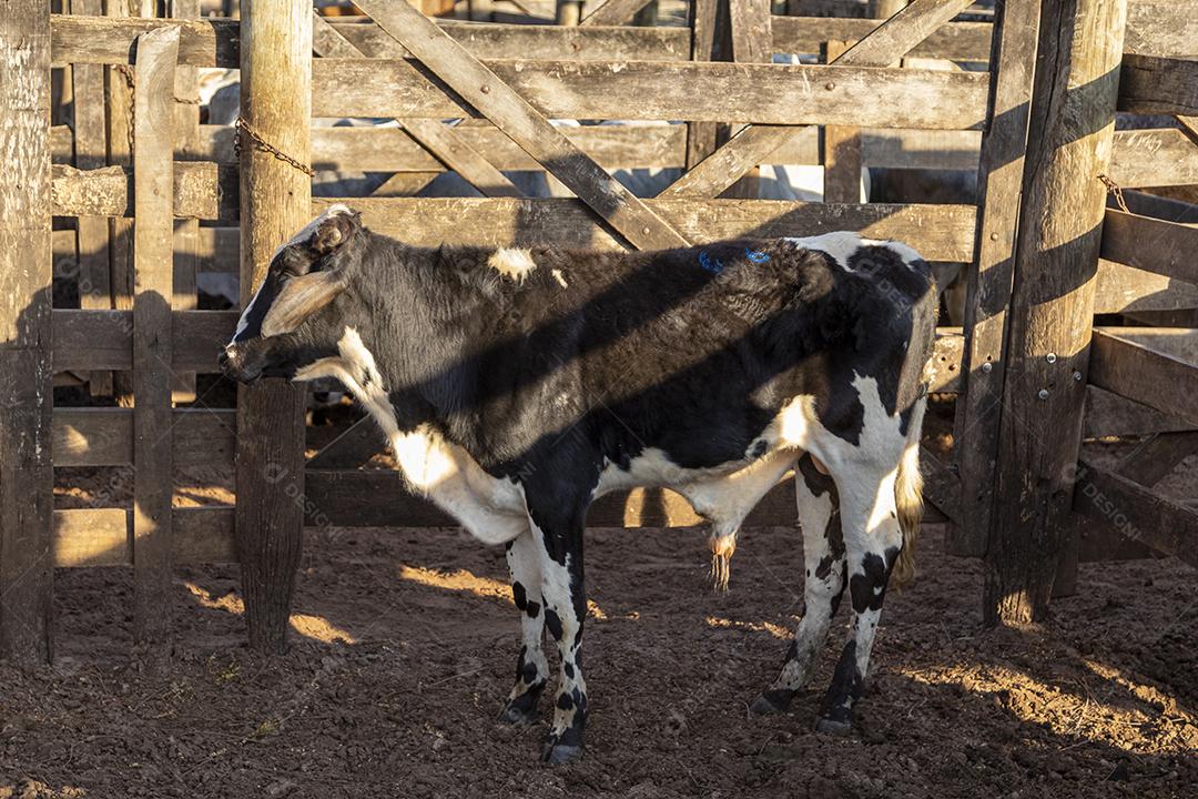 Gado em confinamento, bois, vacas, dia ensolarado Imagem JPG